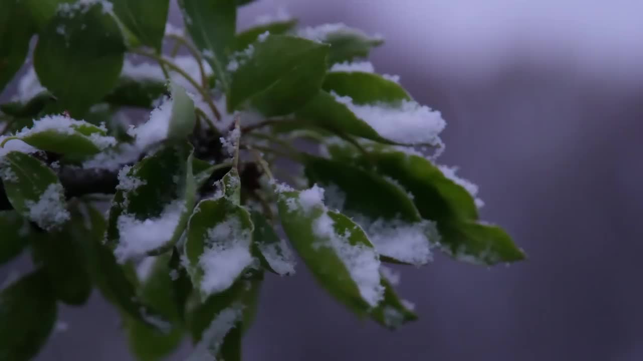 白雪覆盖的树叶近景摄影。视频下载