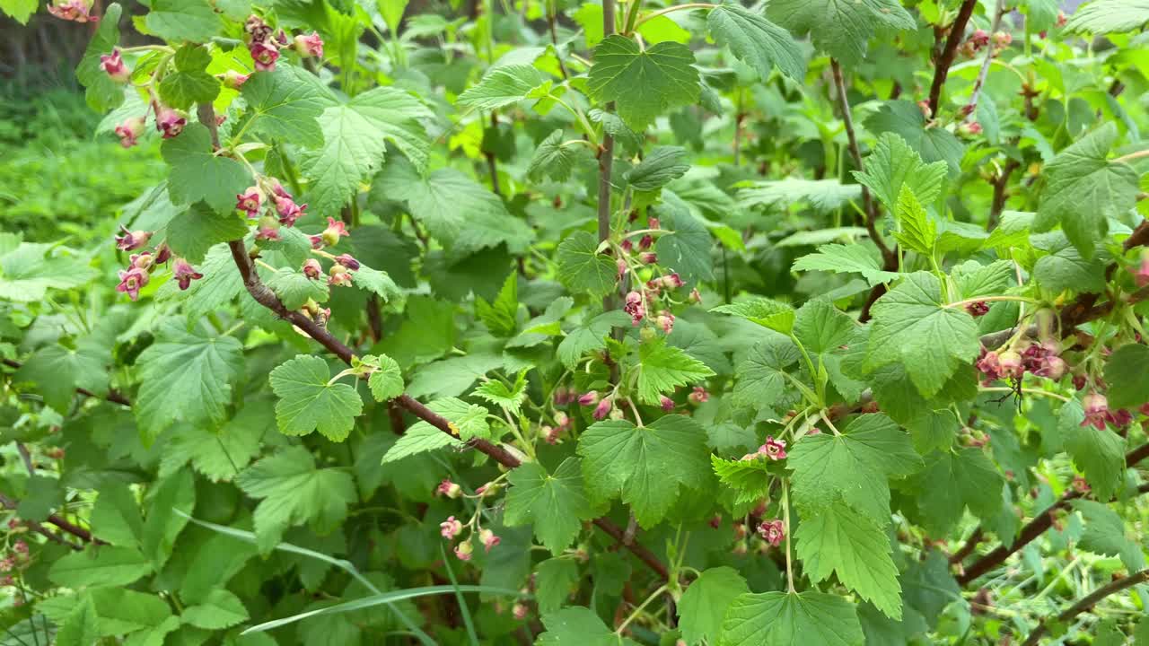 早春花园里开花的醋栗。视频素材