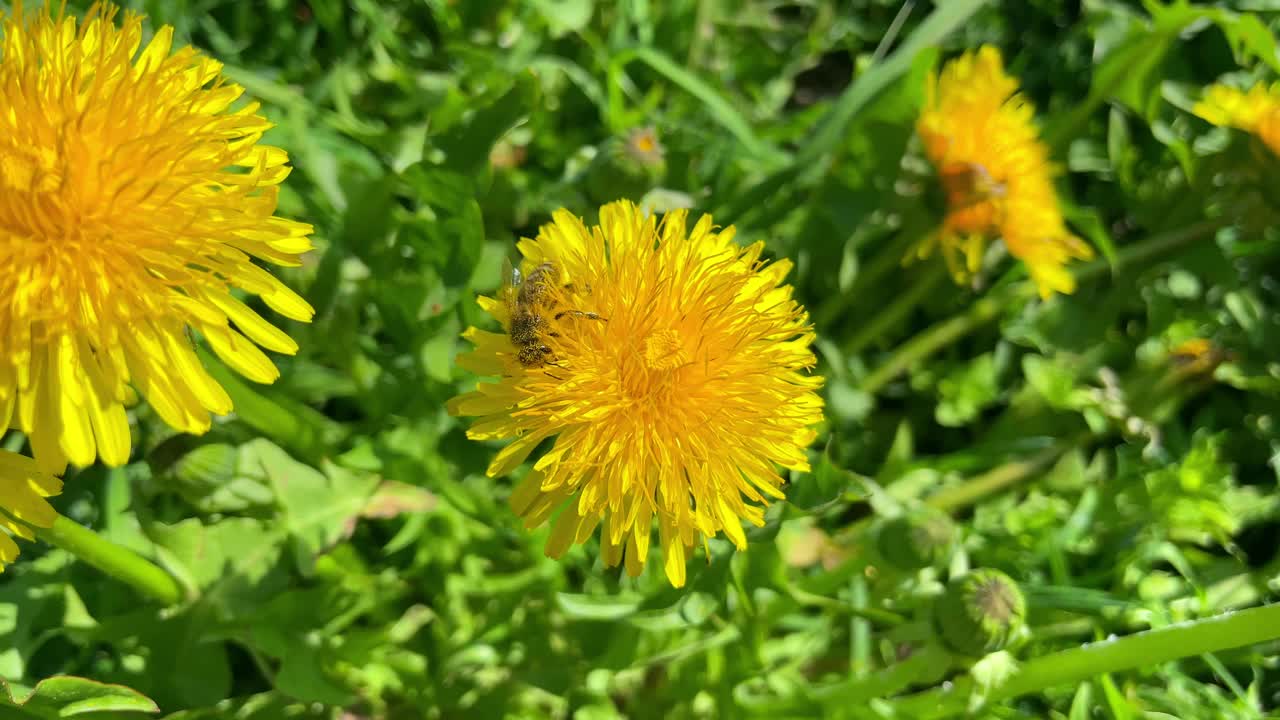 在一个阳光明媚的春日，一只蜜蜂坐在蒲公英上收集花粉视频素材