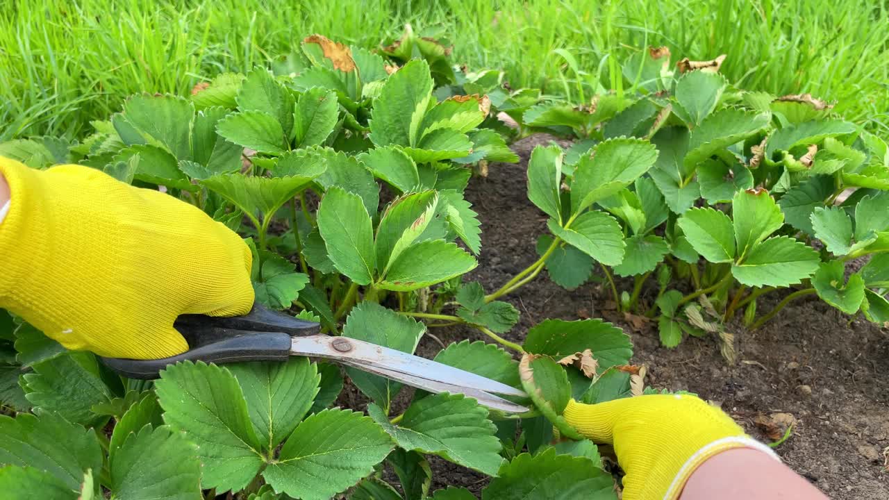 在春天的花园中用稻草覆盖清理草莓苗床。用剪刀修剪带有斑点的叶子。视频素材