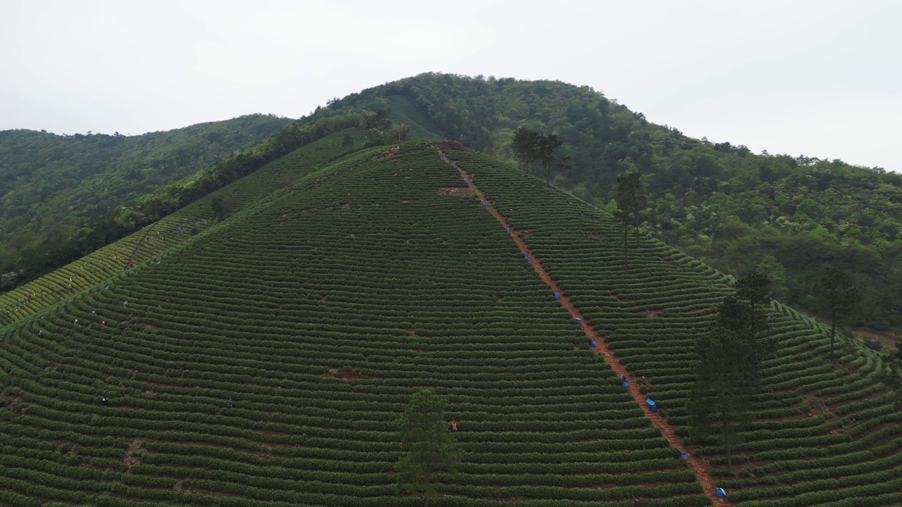 茶园鸟瞰图视频素材