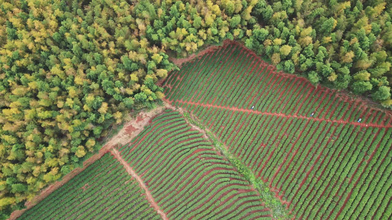 茶园鸟瞰图视频素材