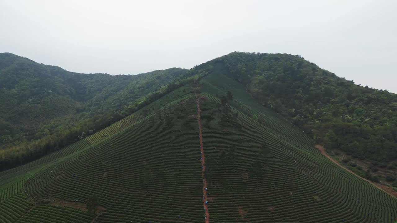 茶园鸟瞰图视频素材