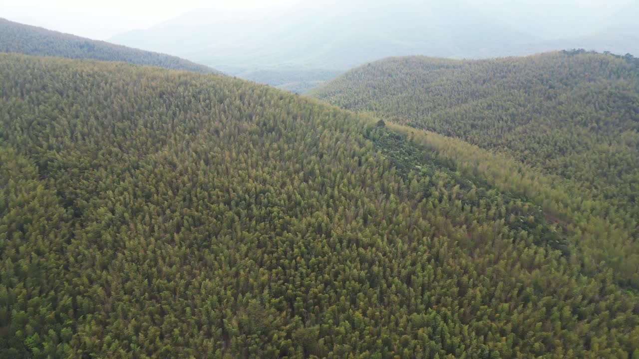 茶园鸟瞰图视频素材