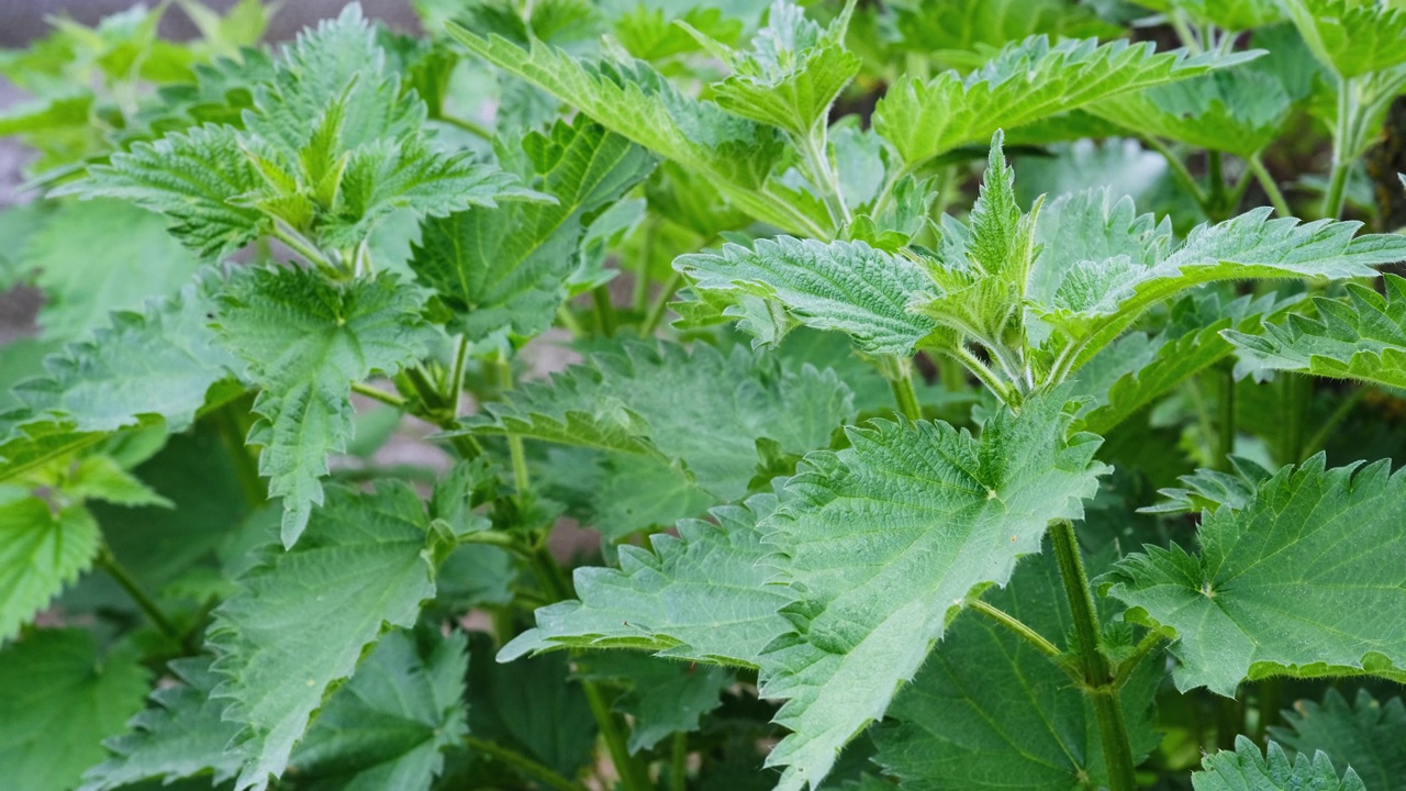 荨麻。有绿叶的荨麻。背景植物荨麻生长在地面上。医学概念。视频素材