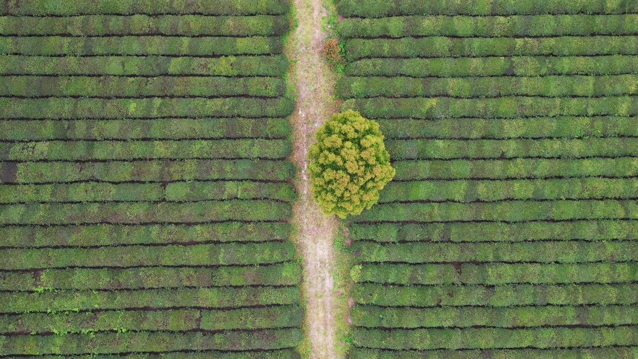 茶园鸟瞰图视频素材