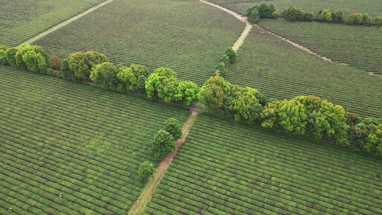 茶园鸟瞰图视频素材