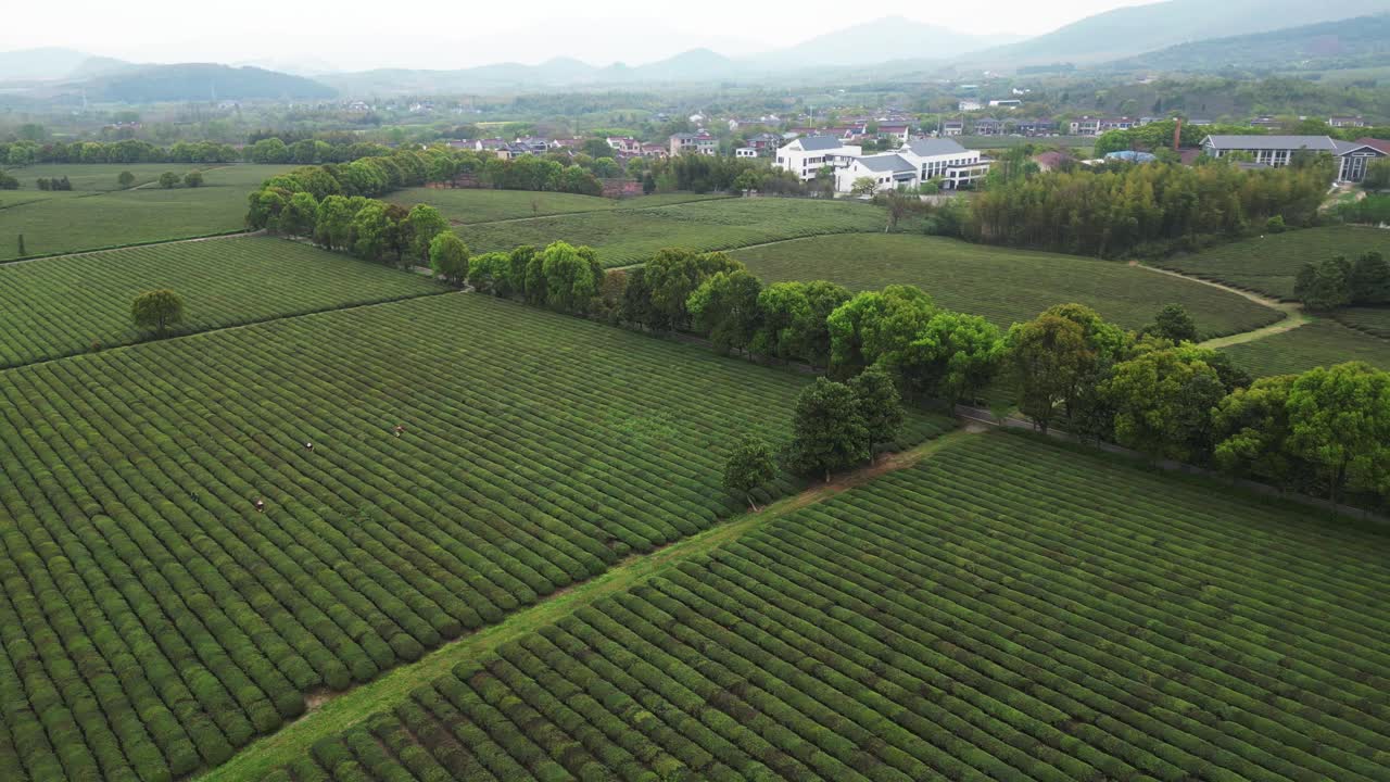 茶园鸟瞰图视频素材