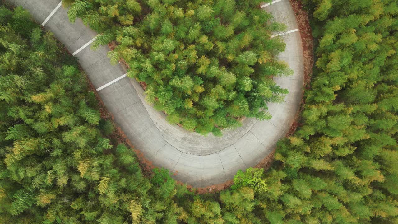 竹林与道路鸟瞰图视频素材