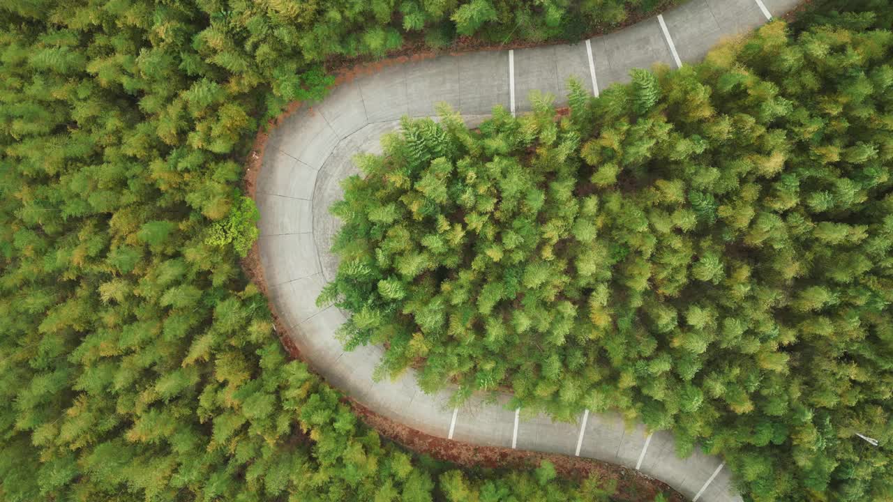 竹林与道路鸟瞰图视频素材