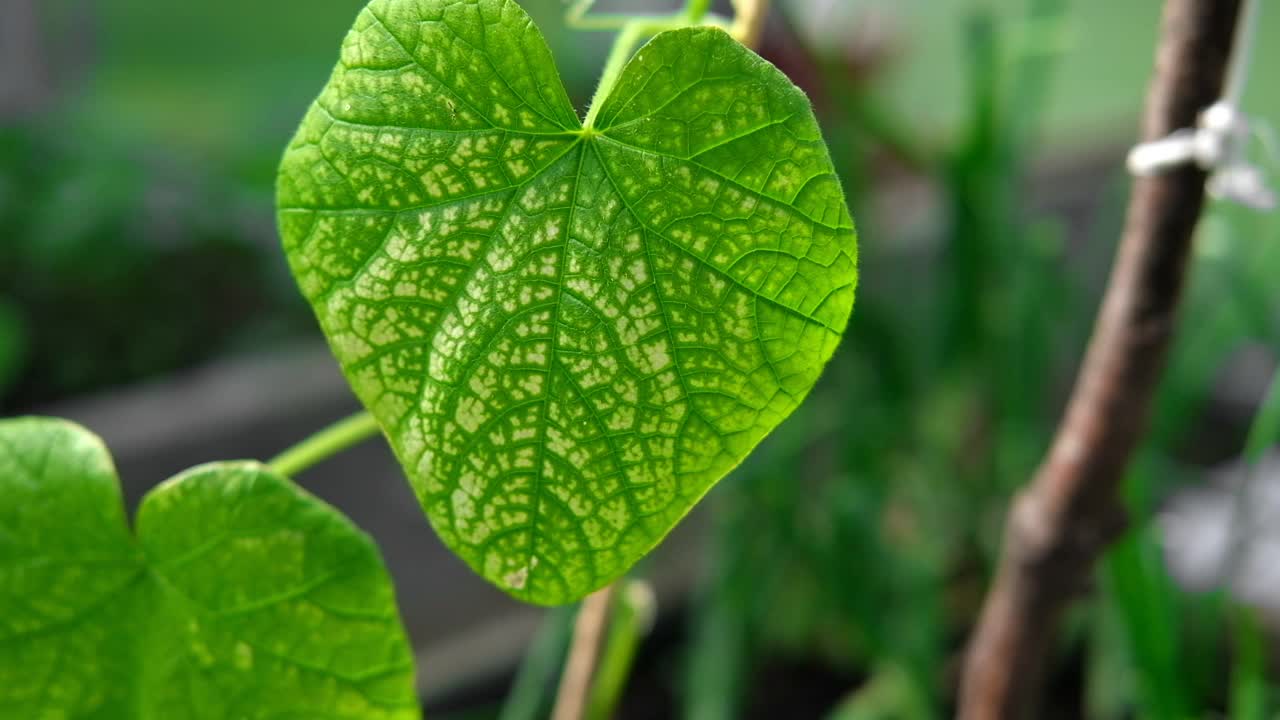 黄瓜的疾病。受病虫害、植物真菌、蓟马和病害影响的黄瓜斑、黄、病叶。女性的手显示有感染的叶子视频素材