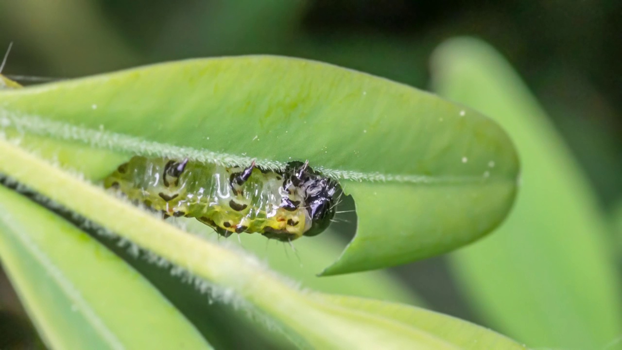 黄杨蛀虫(Cydalima perspectalis)的毛虫在黄杨树叶(Buxus sempervirens)上进食的微距照片视频下载