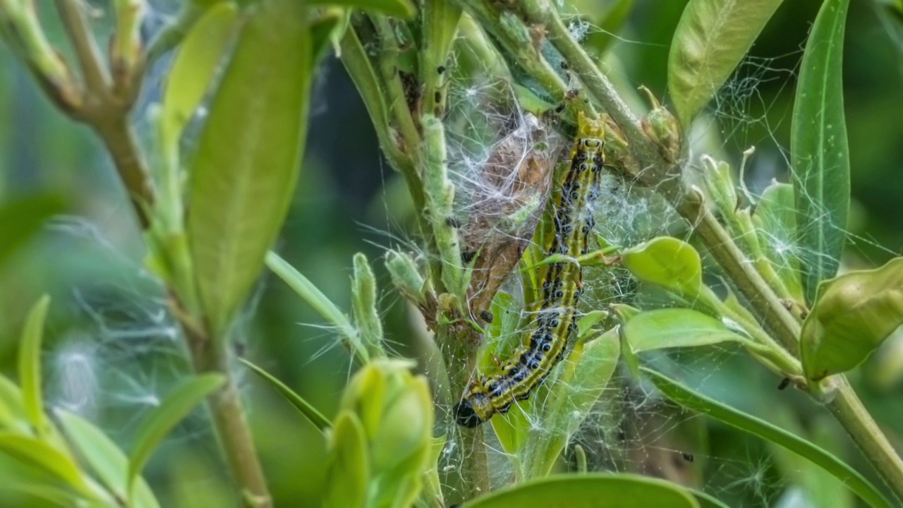 黄杨蛀虫(Cydalima perspectalis)的毛虫在黄杨树叶(Buxus sempervirens)上进食的微距照片视频素材