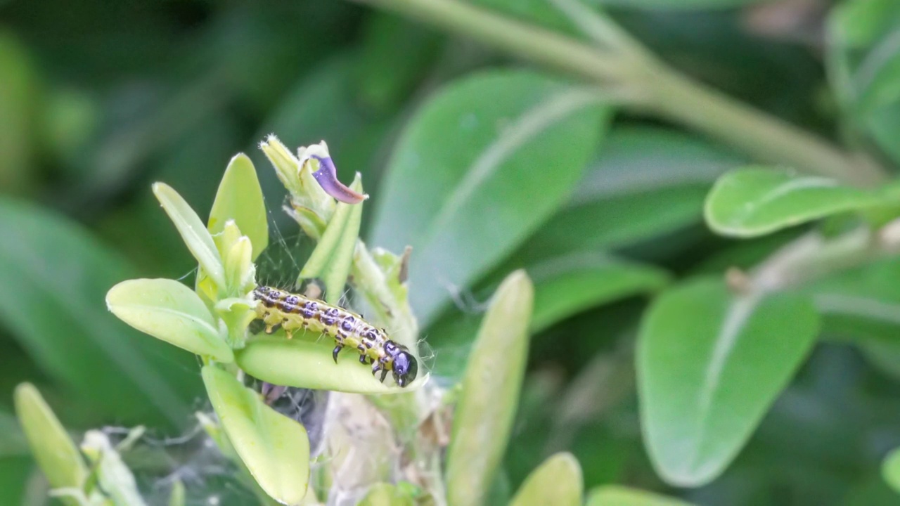 黄杨蛀虫(Cydalima perspectalis)的毛虫在黄杨树叶(Buxus sempervirens)上进食的微距照片视频下载