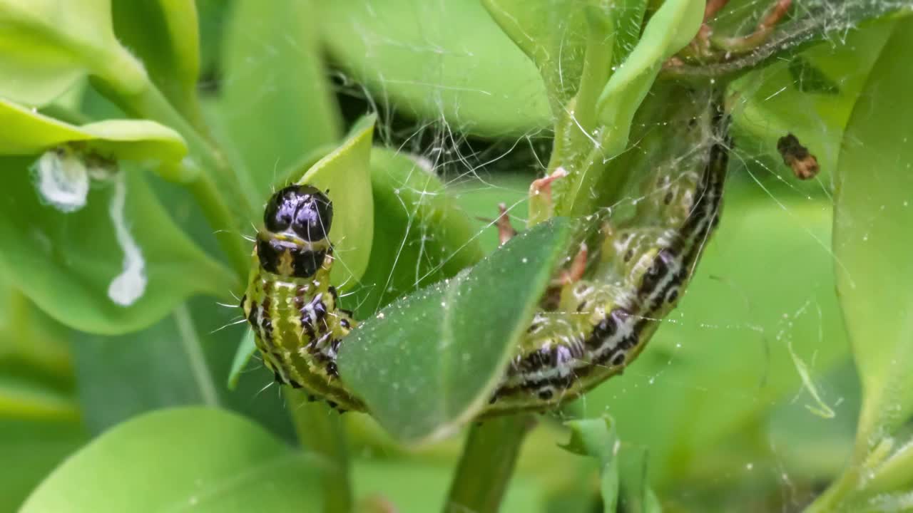 黄杨蛀虫(Cydalima perspectalis)的毛虫在黄杨树叶(Buxus sempervirens)上进食的微距照片视频素材