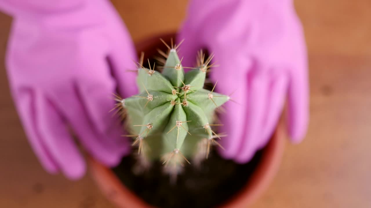 把仙人掌从一个小盆里移植到一个大盆里。植物移植。植物护理。照顾仙人掌。视频素材