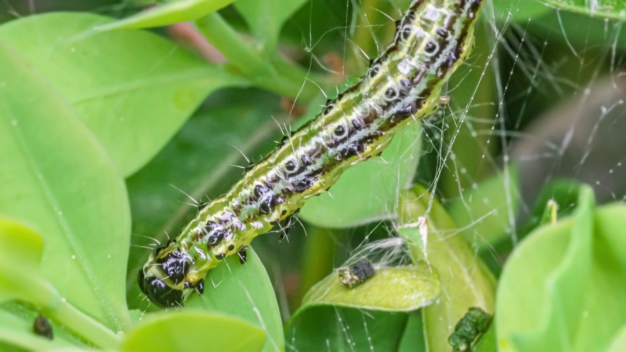 黄杨蛀虫(Cydalima perspectalis)的毛虫在黄杨树叶(Buxus sempervirens)上进食的微距照片视频素材