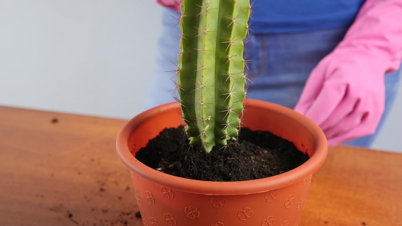 把仙人掌从一个小盆里移植到一个大盆里。植物移植。植物护理。照顾仙人掌。视频素材