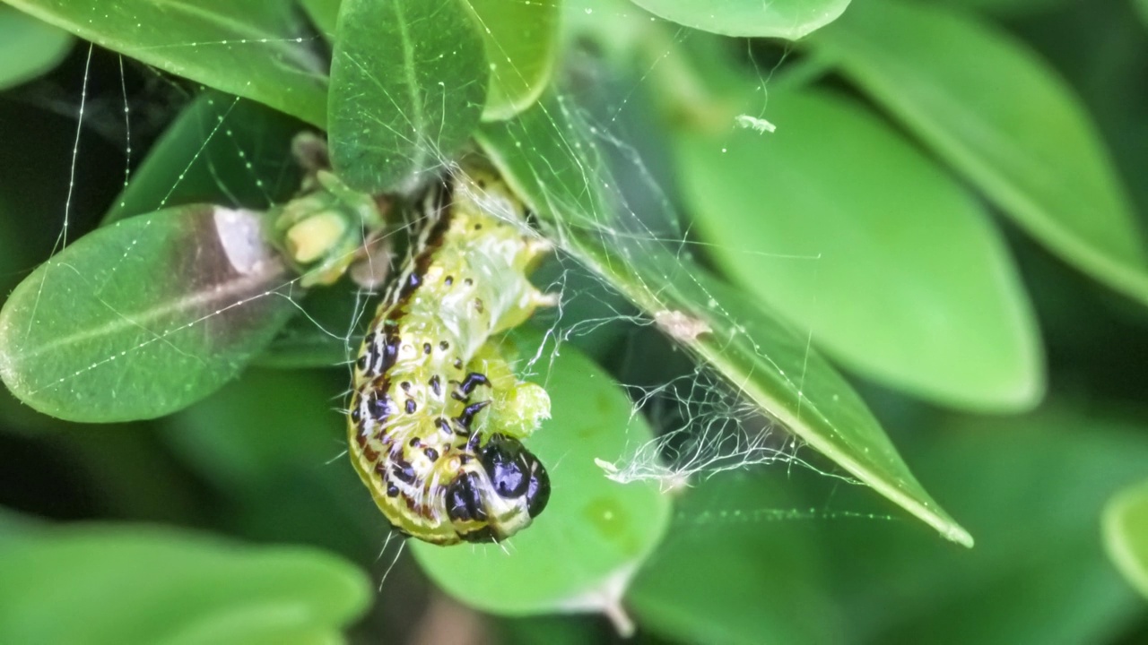 黄杨蛀虫(Cydalima perspectalis)的毛虫在黄杨树叶(Buxus sempervirens)上进食的微距照片视频下载