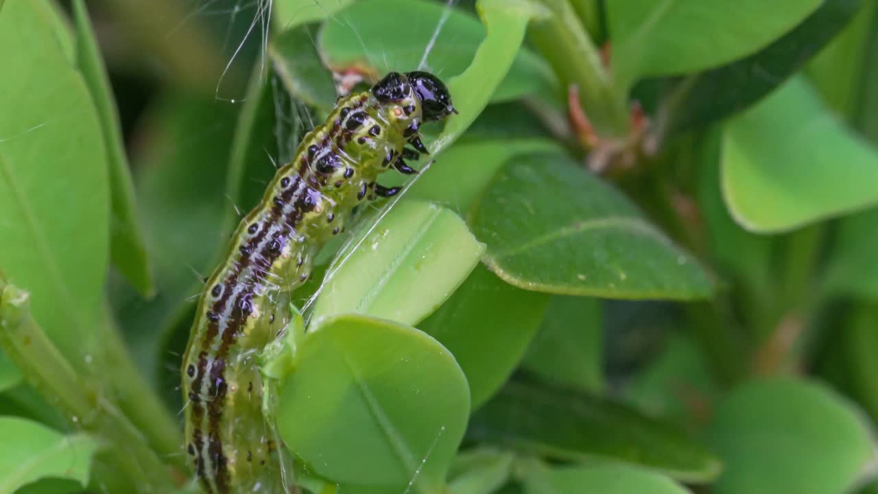 黄杨蛀虫(Cydalima perspectalis)的毛虫在黄杨树叶(Buxus sempervirens)上进食的微距照片视频下载