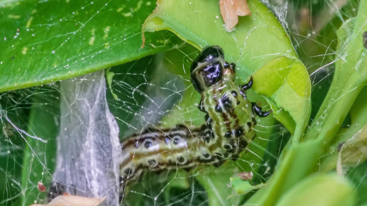 黄杨蛀虫(Cydalima perspectalis)的毛虫在黄杨树叶(Buxus sempervirens)上进食的微距照片视频素材