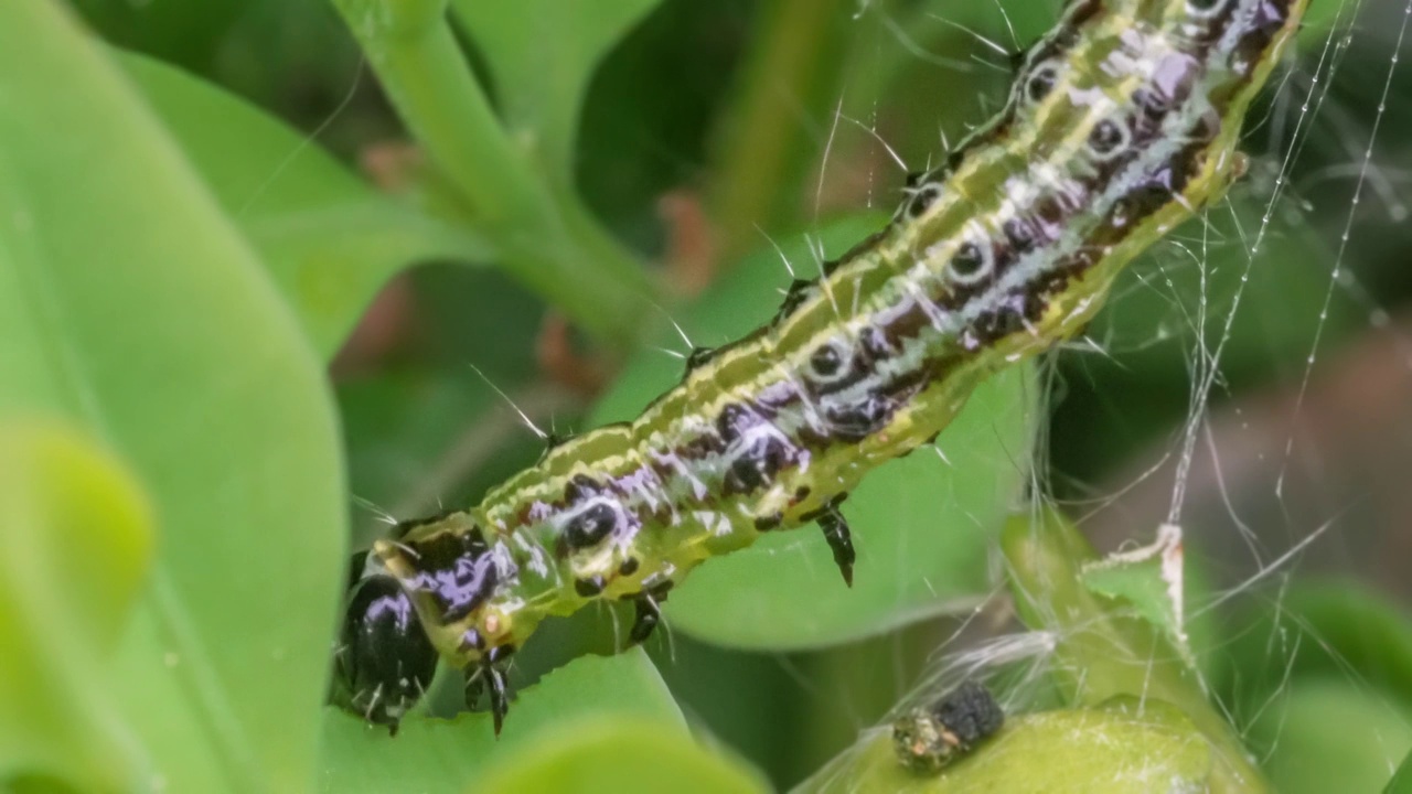 黄杨蛀虫(Cydalima perspectalis)的毛虫在黄杨树叶(Buxus sempervirens)上进食的微距照片视频素材