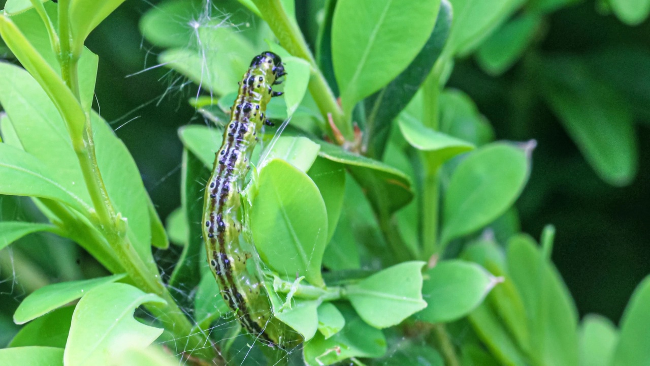 黄杨蛀虫(Cydalima perspectalis)的毛虫在黄杨树叶(Buxus sempervirens)上进食的微距照片视频素材