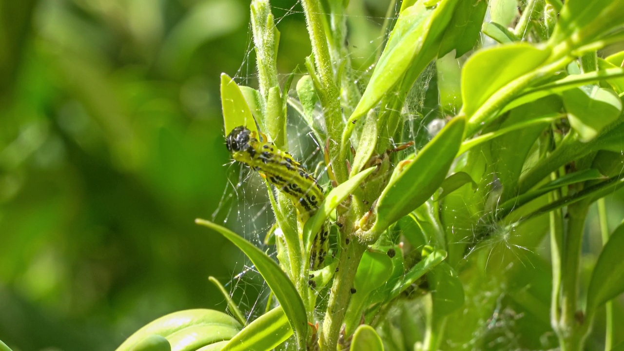 黄杨蛀虫(Cydalima perspectalis)的毛虫在黄杨树叶(Buxus sempervirens)上进食的微距照片视频下载