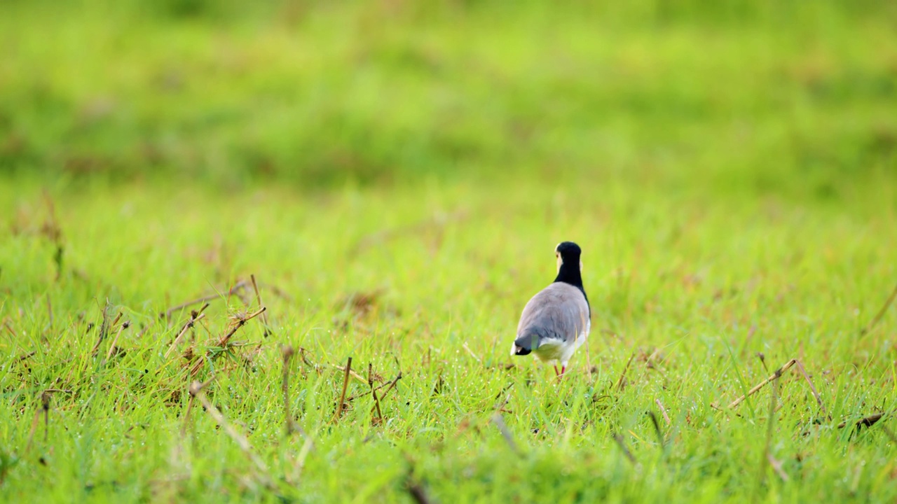 长趾田凫(Vanellus crassirostris)近照视频素材