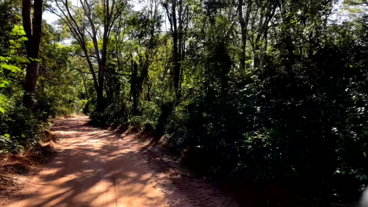 森林中央一条土路的镜头，阳光穿透视频下载