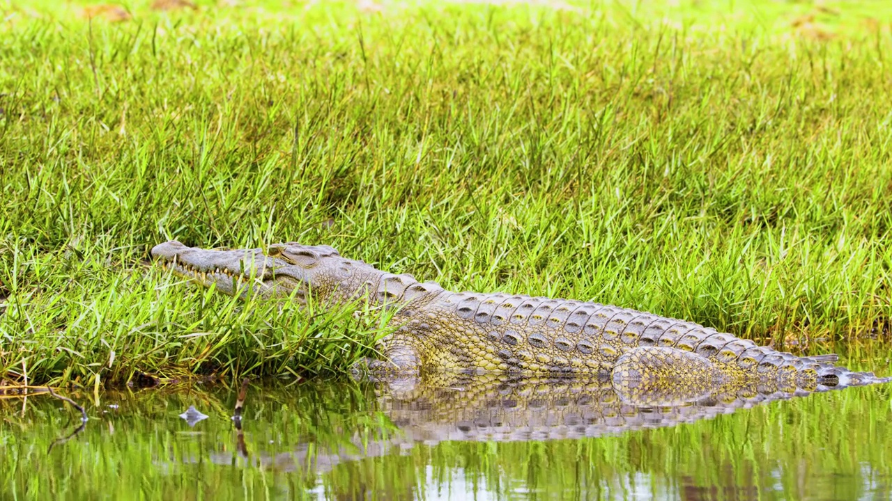 一只美丽的尼罗鳄(Crocodylus niloticus)，一半在水里，一半在地上。博茨瓦纳，南非视频素材