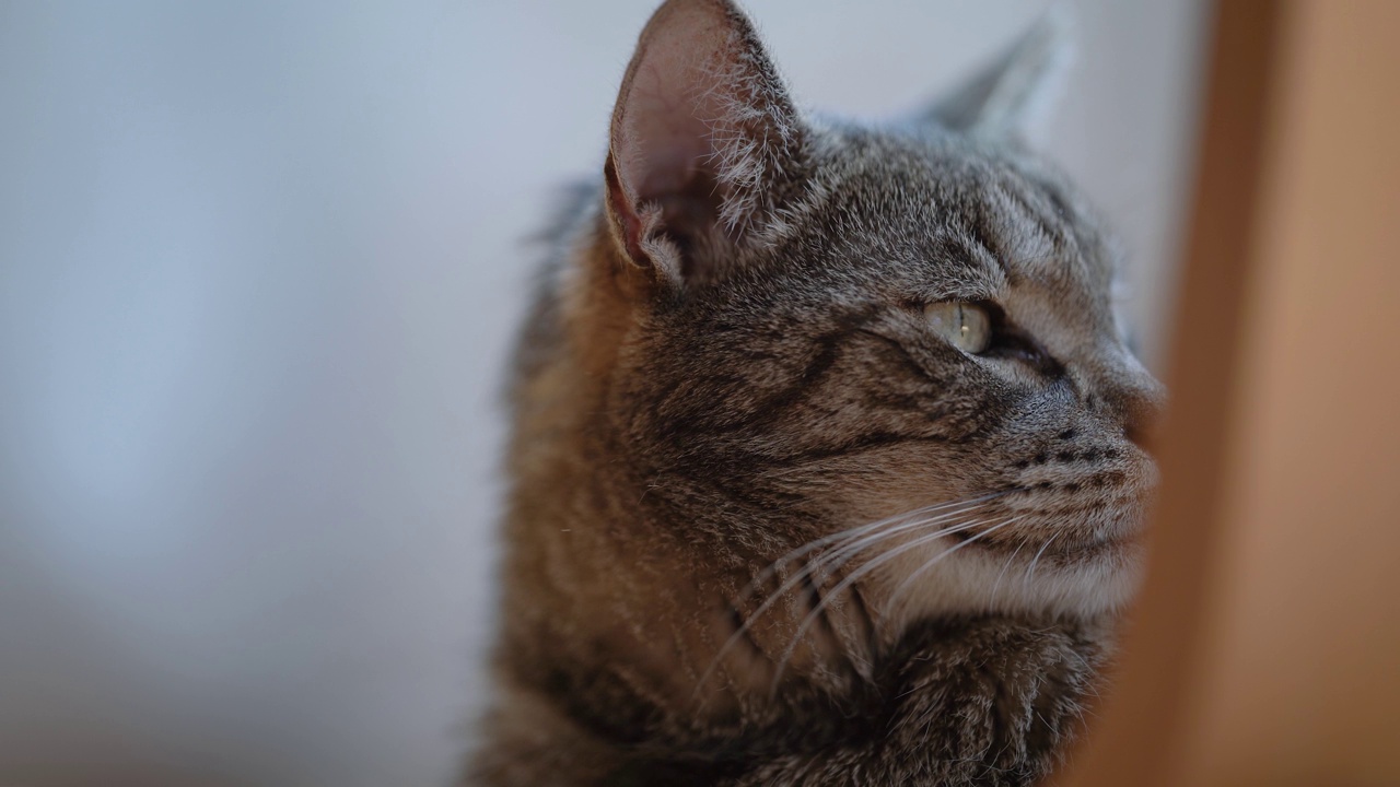 灰色条纹虎斑猫，脸部特写视频素材