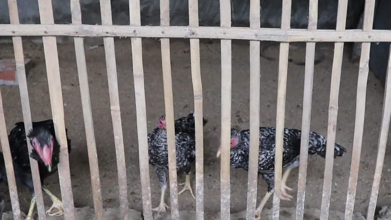 鸡舍里有几只鸡在等饲料视频下载