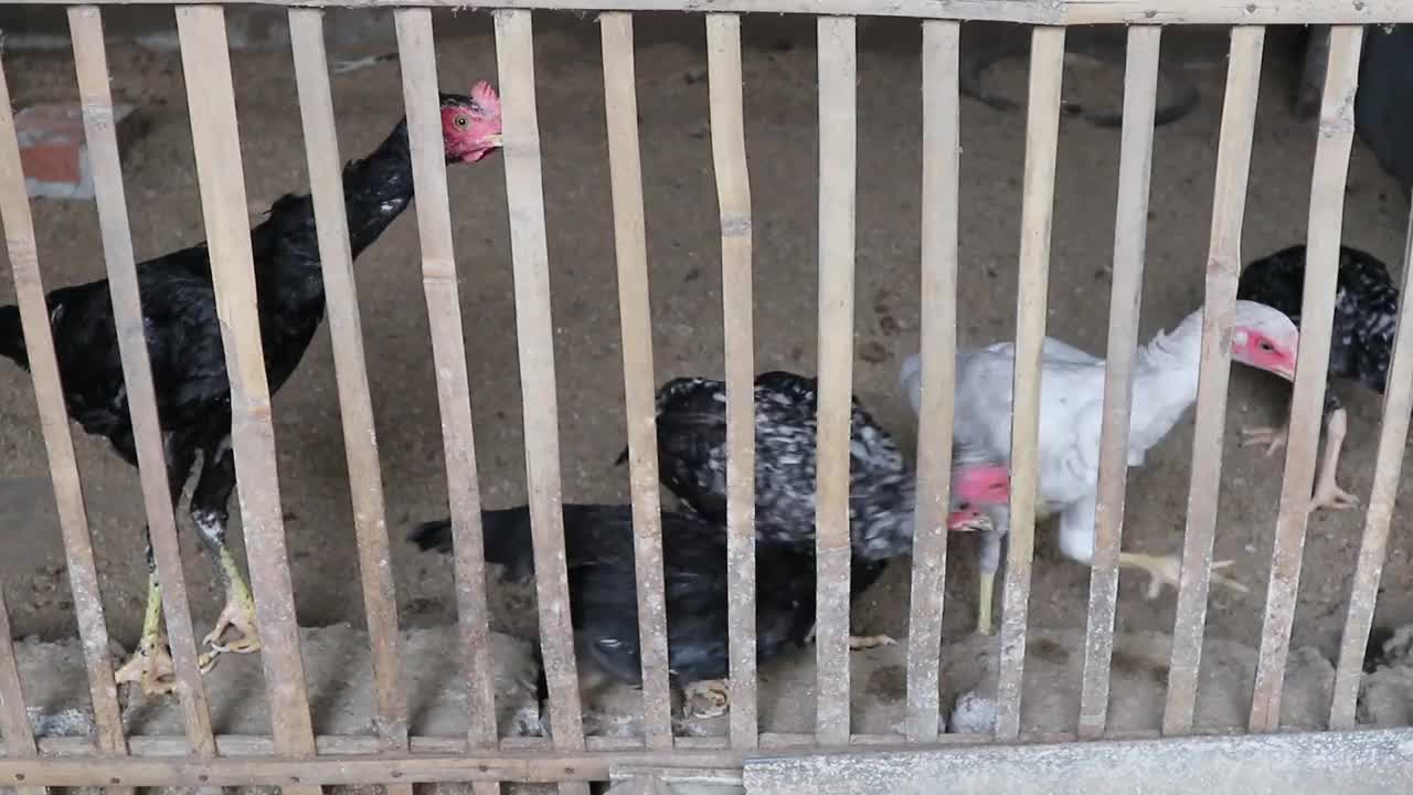 鸡舍里有几只鸡在等饲料视频下载