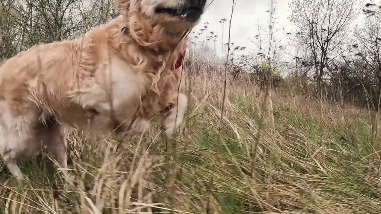 在户外玩耍的金毛猎犬视频素材