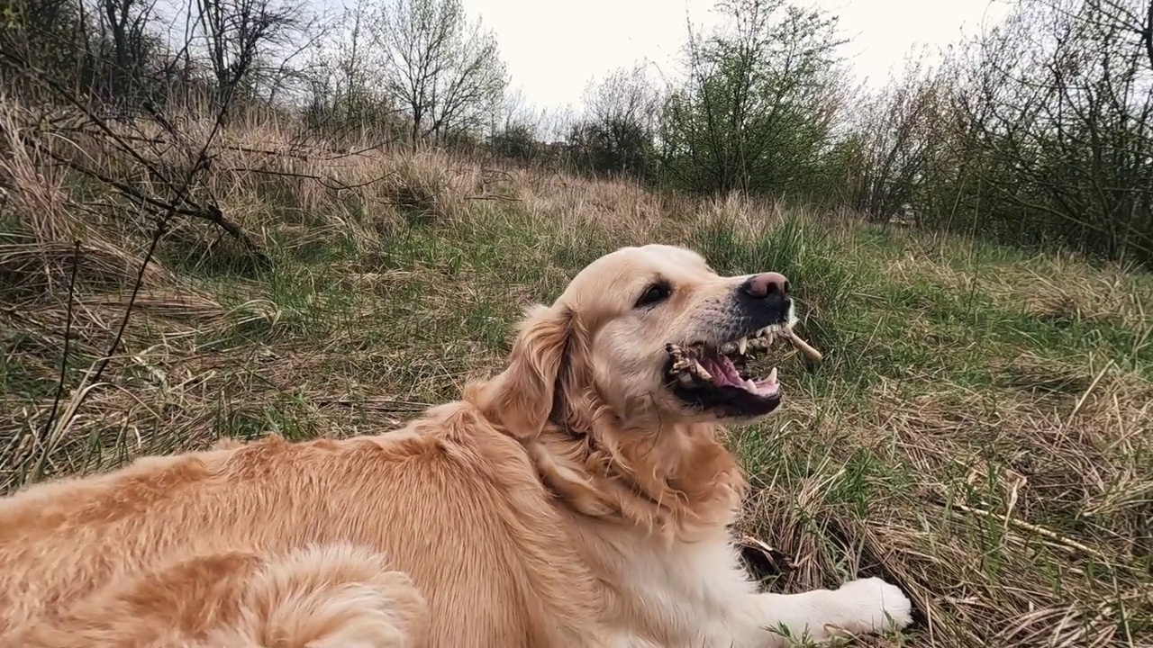 在户外玩耍的金毛猎犬视频素材