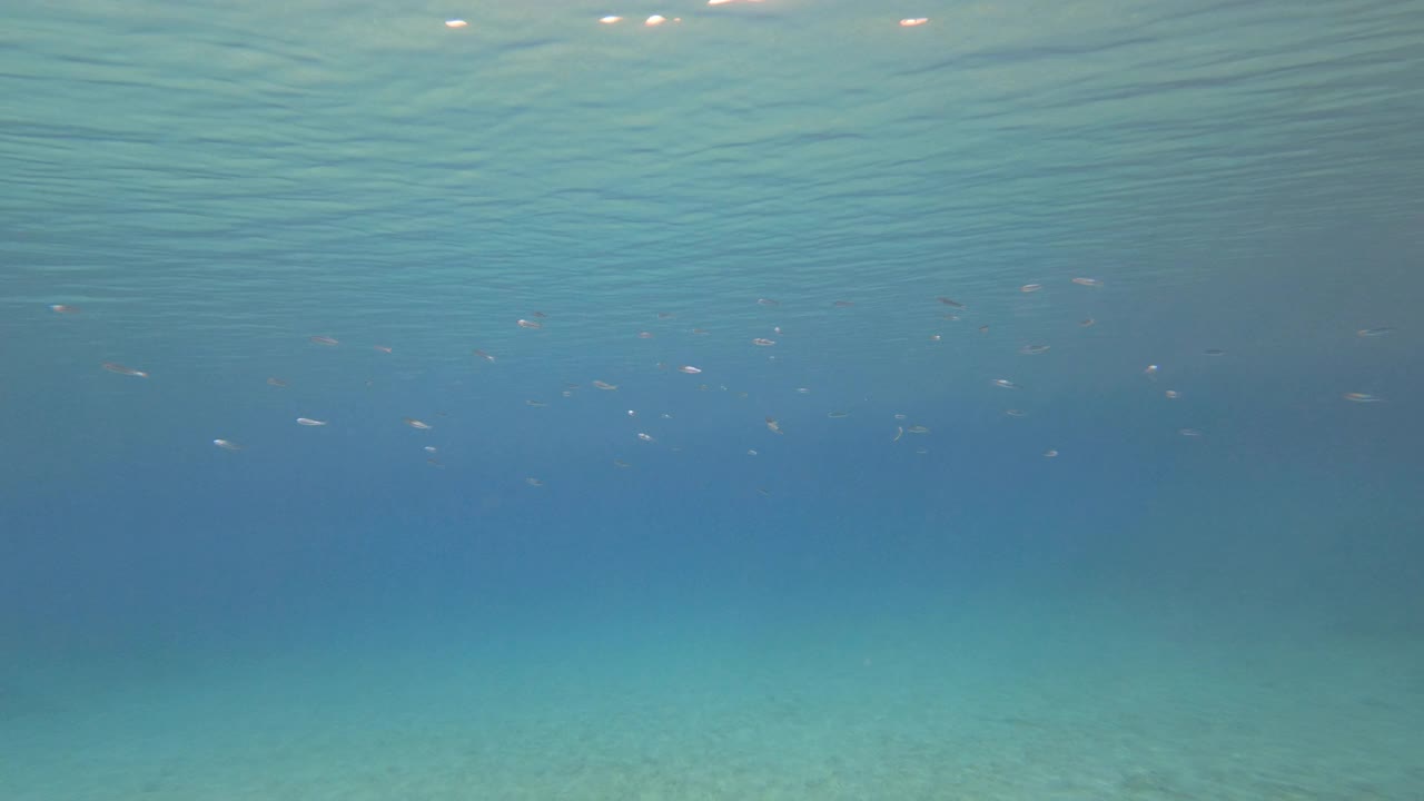 在亚得里亚海清澈的蓝色海水中游动的闪烁的鱼群视频素材