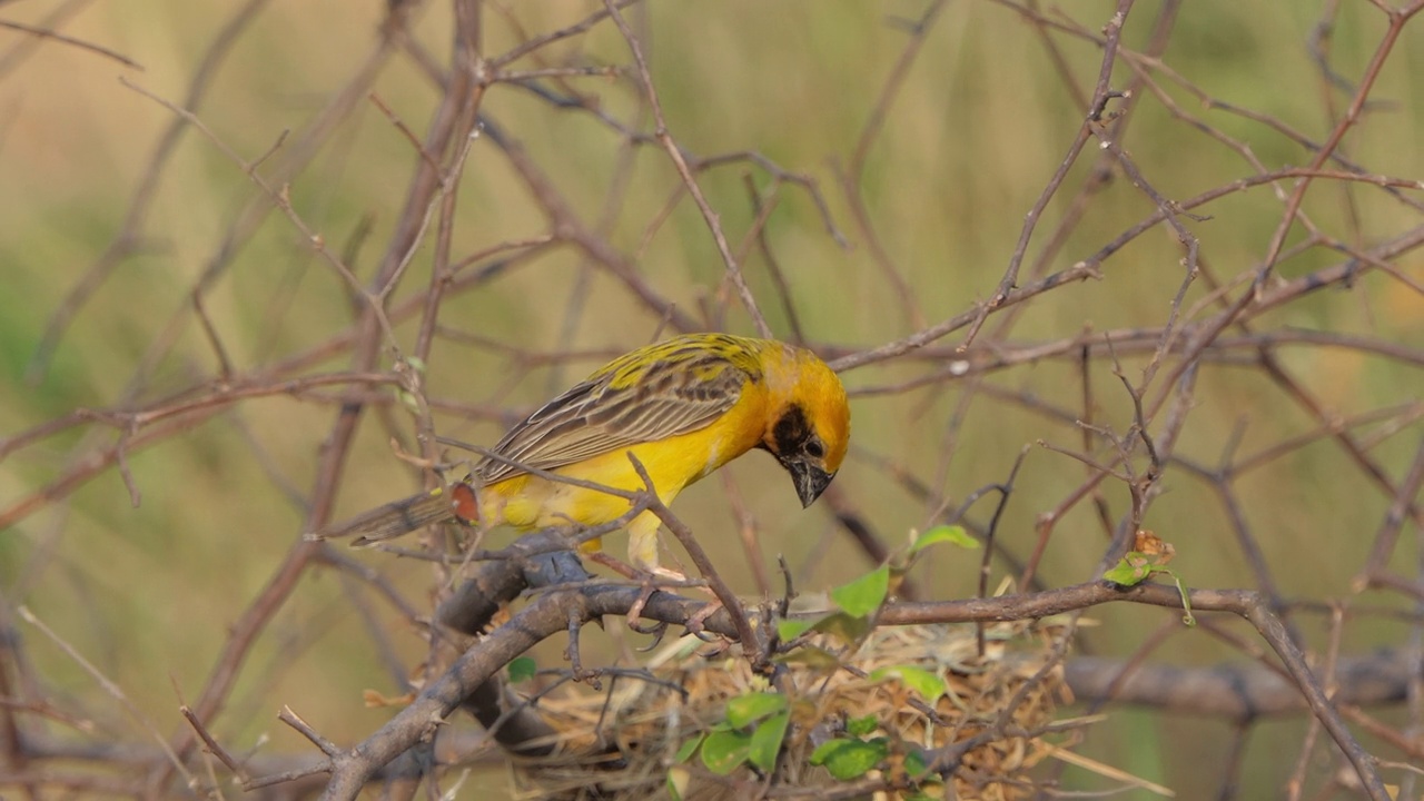 亚洲金编织者，Ploceus hypoxanthus，在自然界。视频素材