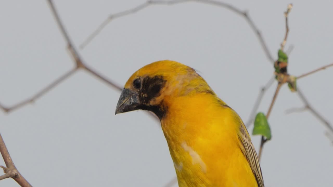 亚洲金编织者，Ploceus hypoxanthus，在自然界。视频素材