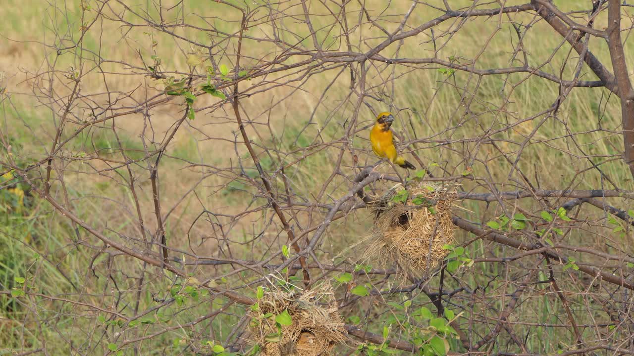 亚洲金编织者，Ploceus hypoxanthus，在自然界。视频素材