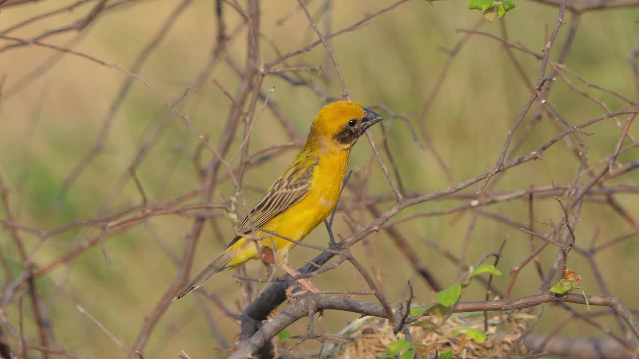 亚洲金编织者，Ploceus hypoxanthus，在自然界。视频素材