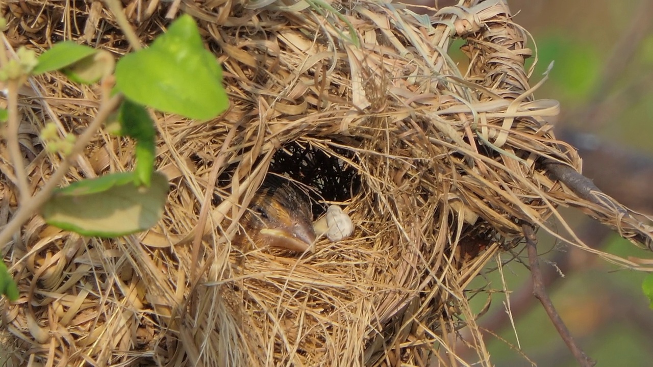 亚洲金编织者，Ploceus hypoxanthus，在自然界。视频素材