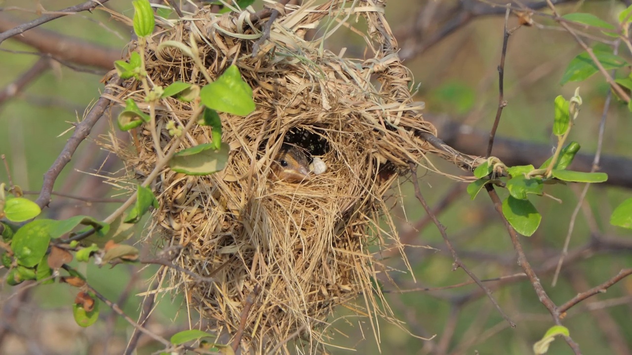 亚洲金编织者，Ploceus hypoxanthus，在自然界。视频素材