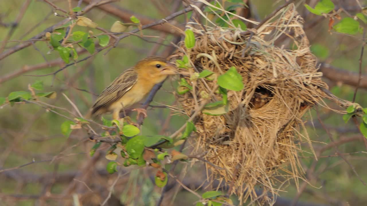 亚洲金编织者，Ploceus hypoxanthus，在自然界。视频素材