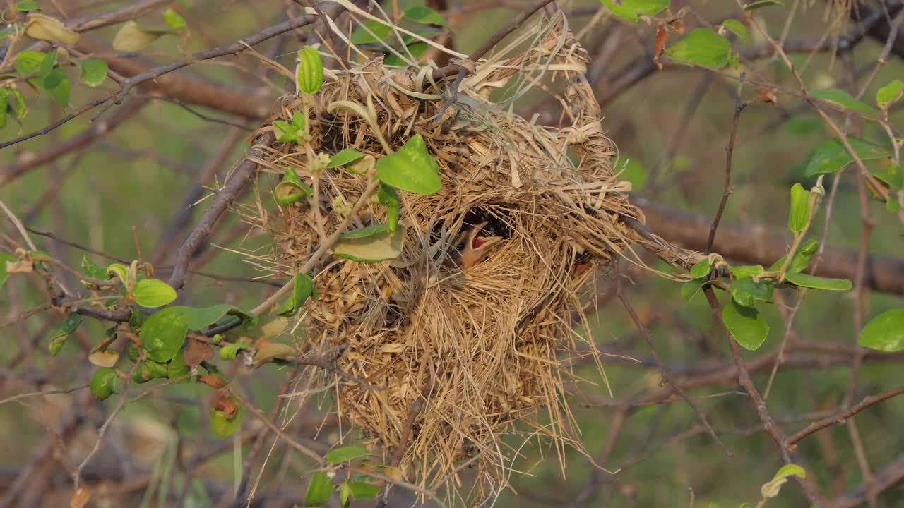 亚洲金编织者，Ploceus hypoxanthus，在自然界。视频素材