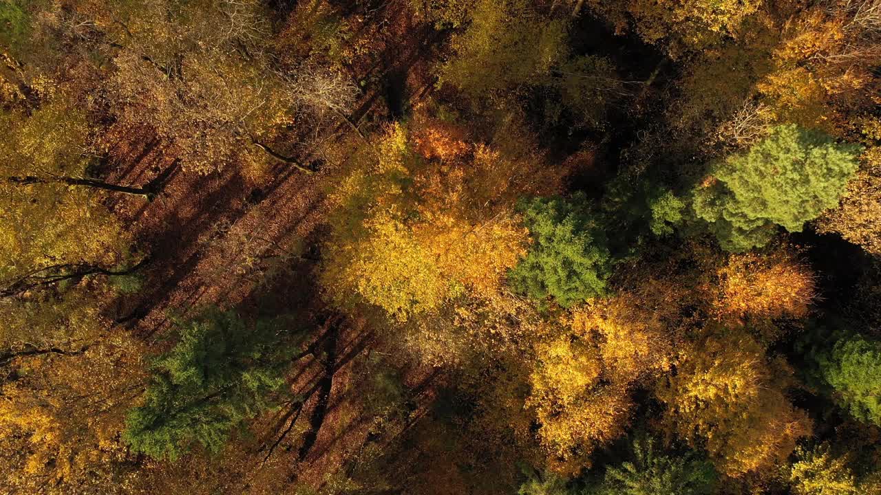 鸟瞰森林里阳光明媚的秋天落叶树木。视频素材