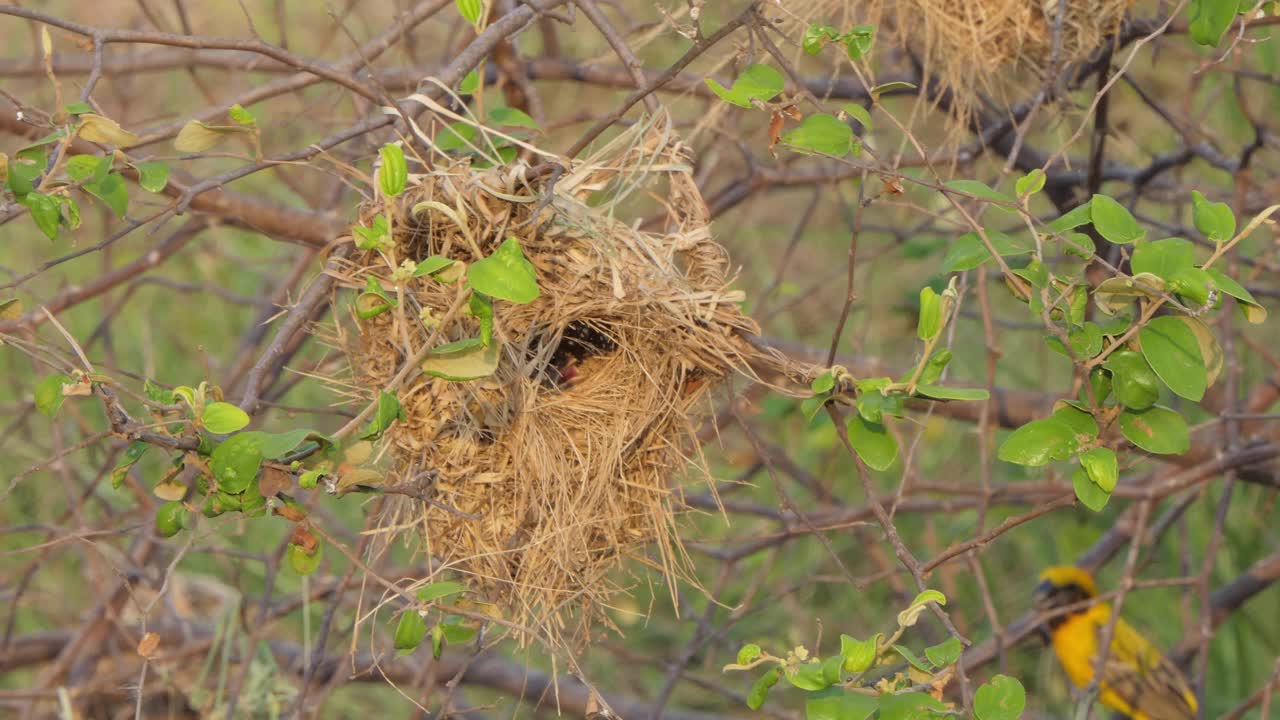 亚洲金编织者，Ploceus hypoxanthus，在自然界。视频素材