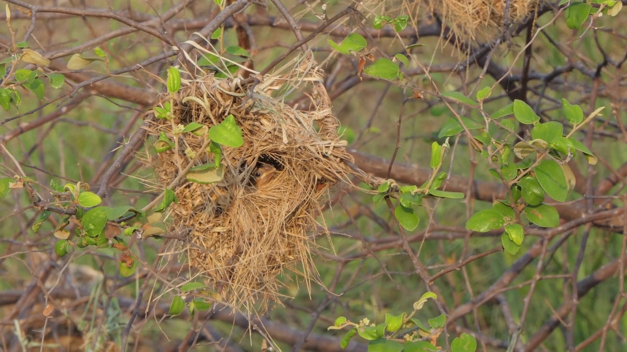 亚洲金编织者，Ploceus hypoxanthus，在自然界。视频素材