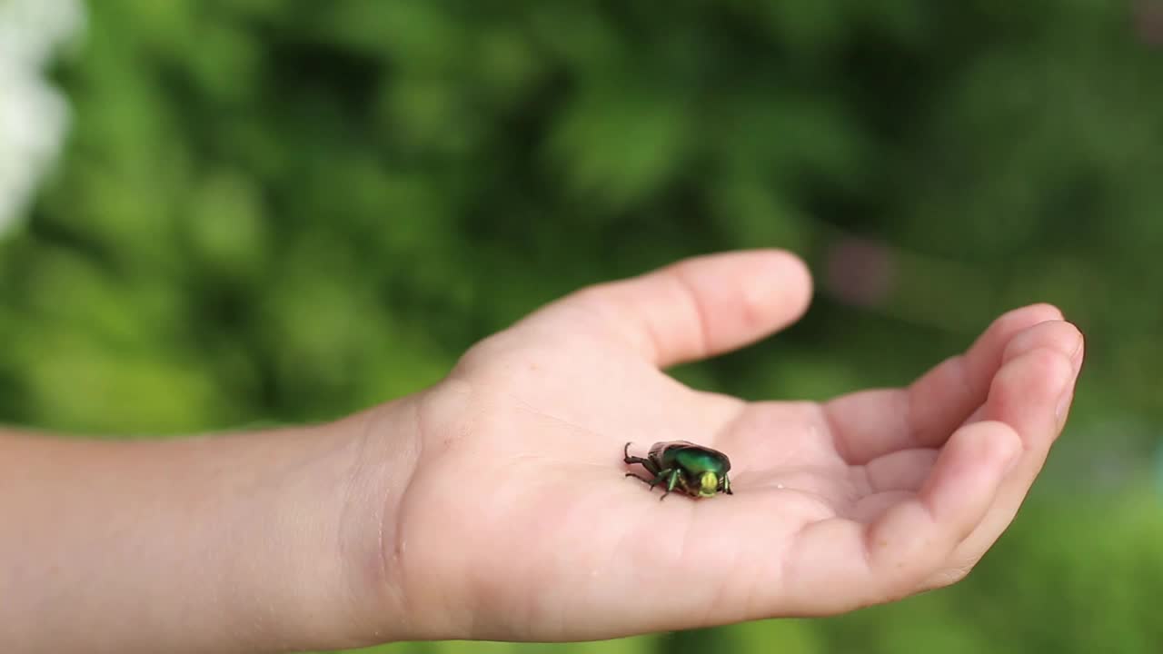 一个孩子手掌上的绿色甲虫。特写镜头。度过夏天视频下载