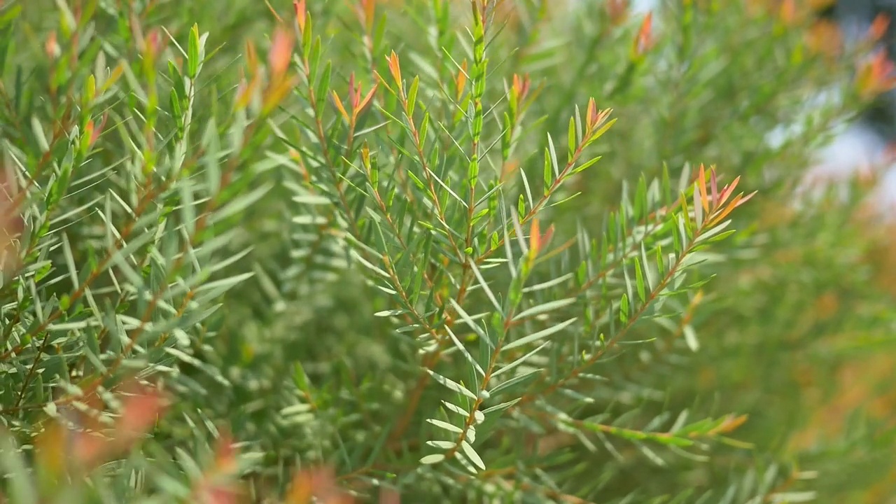 大自然中的绿色草本树叶或树木特写。视频素材